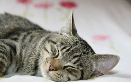 Cat_Sleeping