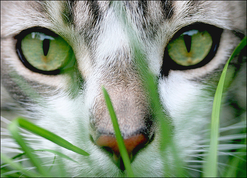 Cat_Grass