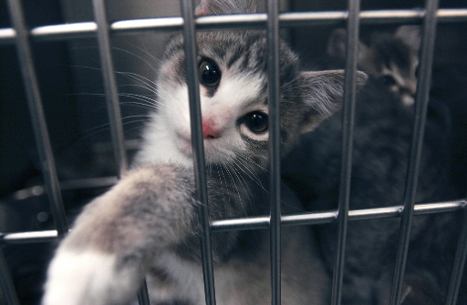 Kitten_cage