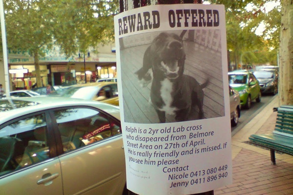 Lost_Dog_Poster