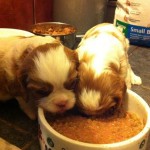 Pups_eating_1