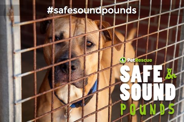 Safe_and_Sound_Pounds_2