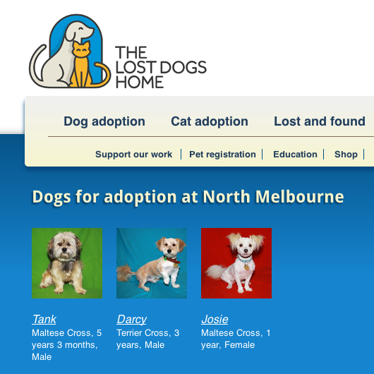 Lost Dogs Home Adoptable Dogs