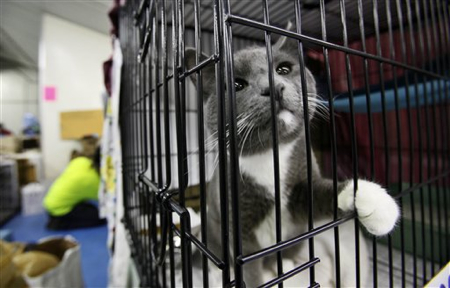 Shelter_Cat_Cage