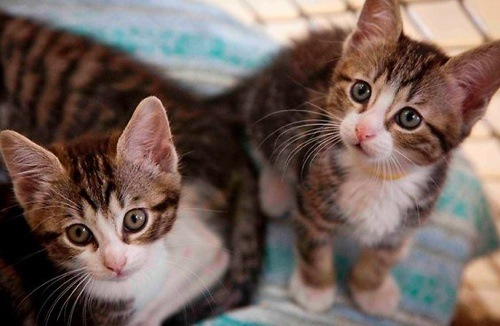 Shelter_Kittens