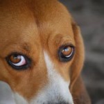 puppy_dog_eyes